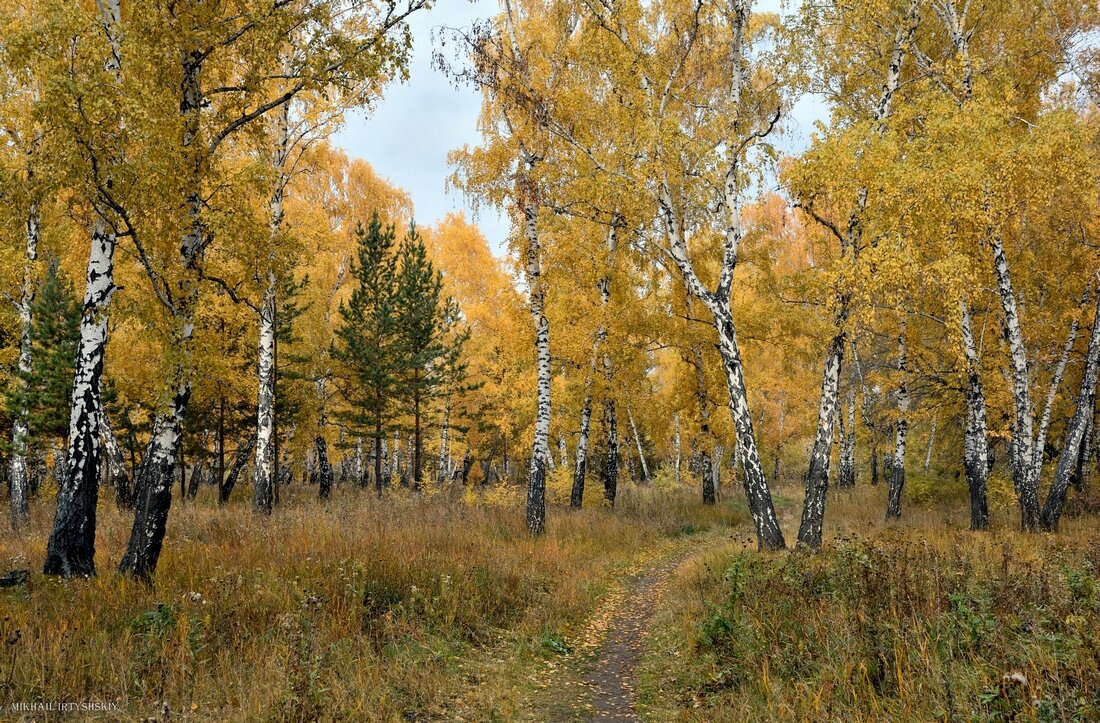 В лесу осеннем - Mikhail Irtyshskiy