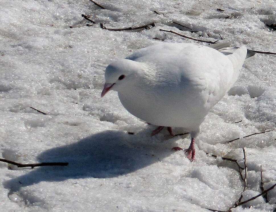 Белый голубь на снегу - Вера Щукина