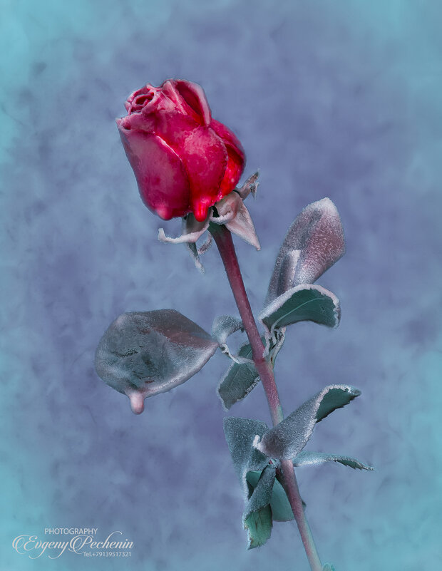 Роза на морозе - Евгений Печенин