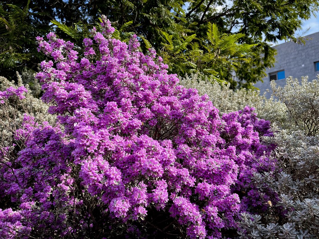 Leucophyllum frutescens техасский шалфей - Александр Деревяшкин