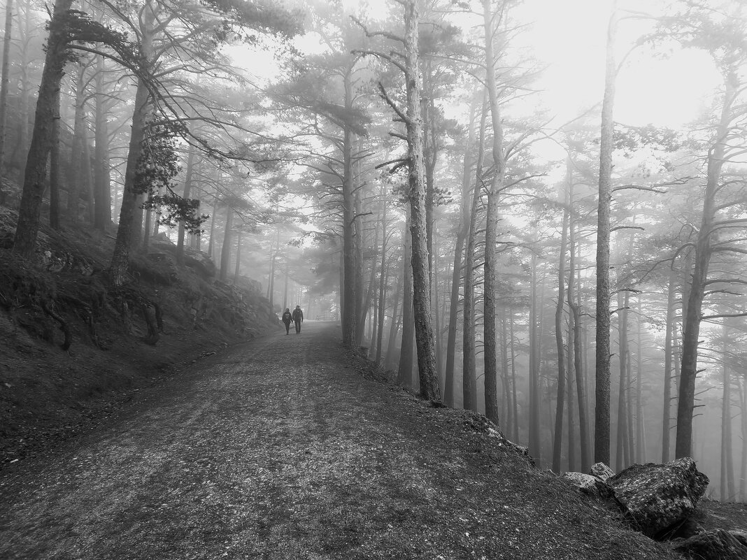 Лесной туман - Валерий Т