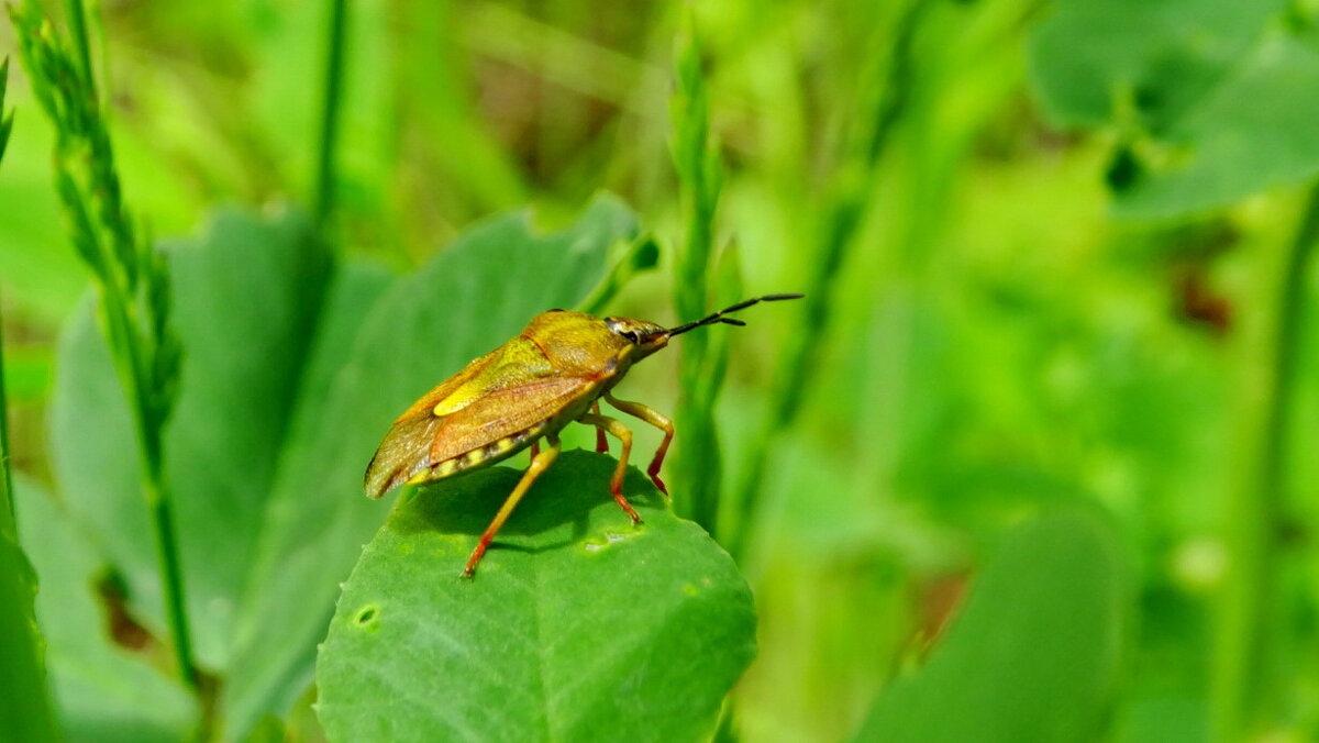 В країні дрімучих трав..· Carpocoris cus/purpureipennispudi - Ivan Vodonos