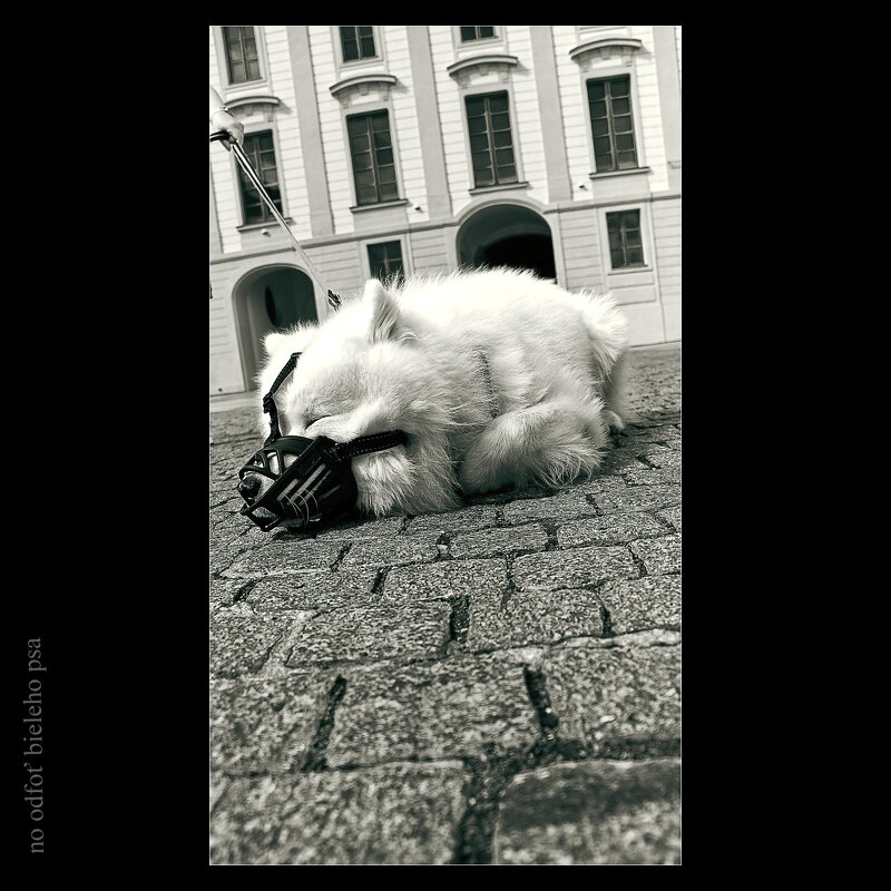 но сфотографируй белую собаку - Jiří Valiska