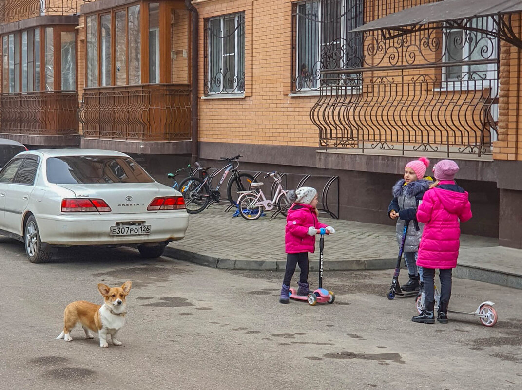 Сестры, подружка и корги - Александра 