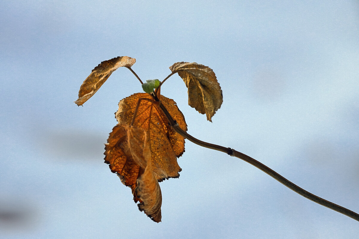 листья малины осенью фото