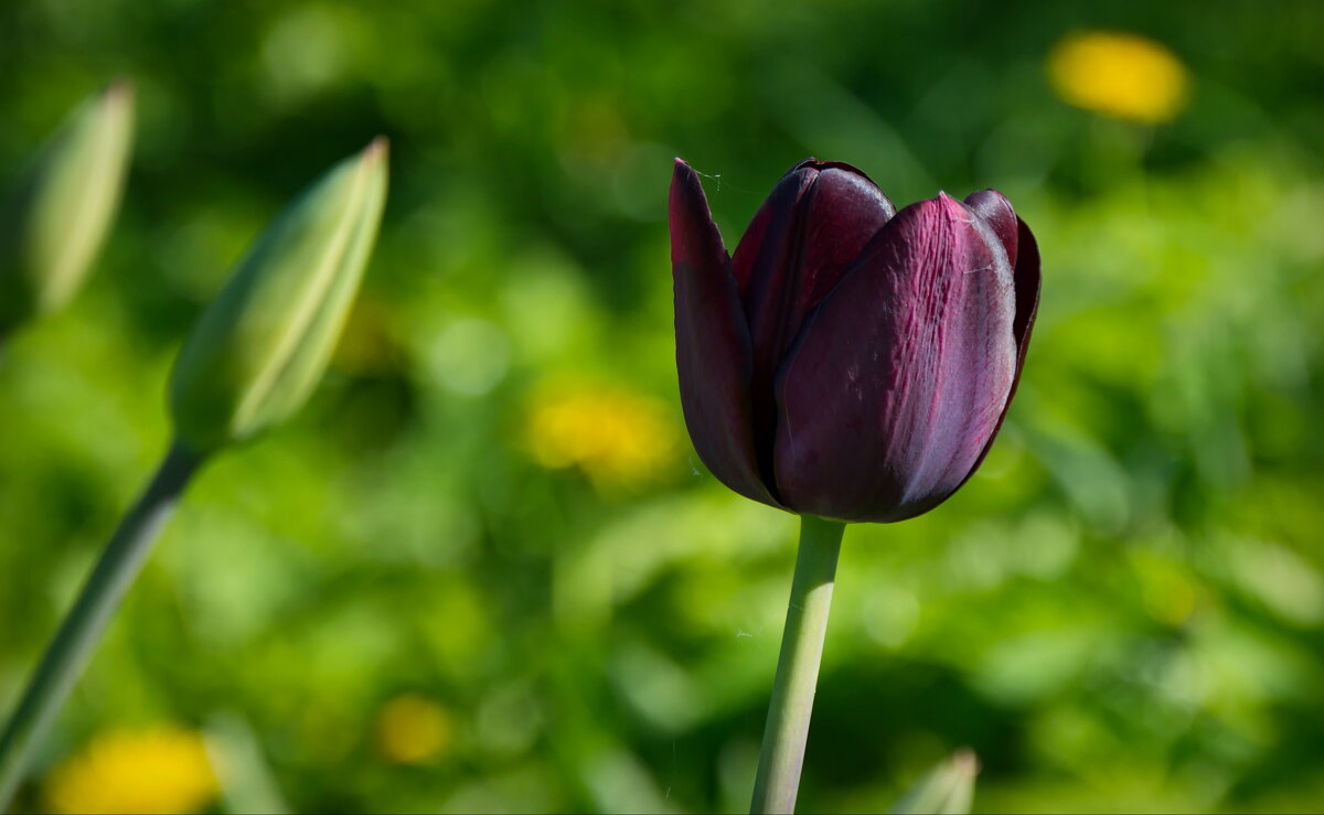 "Черный" тюльпан - lady v.ekaterina