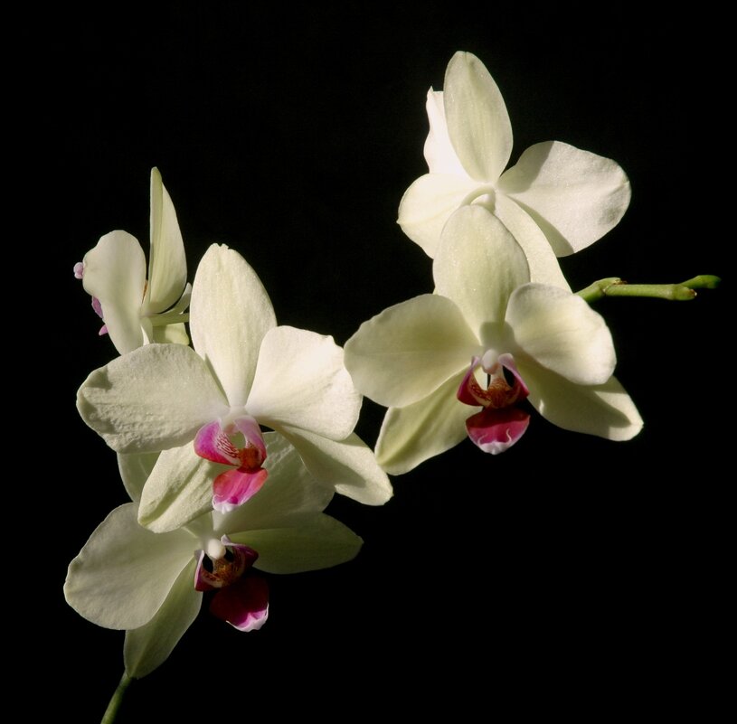 Орхидеи - ГЕНРИХ 