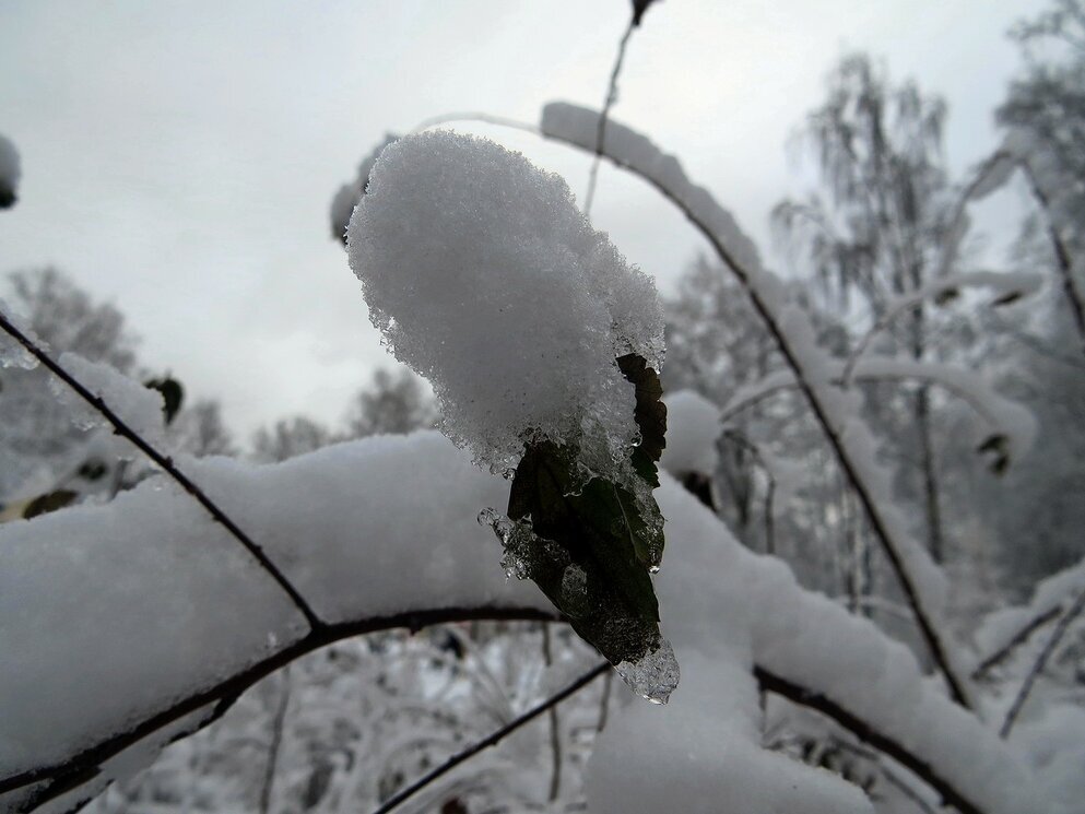 Снег выпал - Вера Щукина