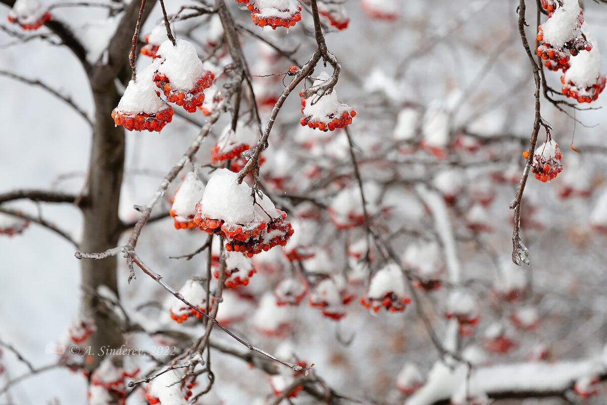Снег на гроздях рябины - Александр Синдерёв