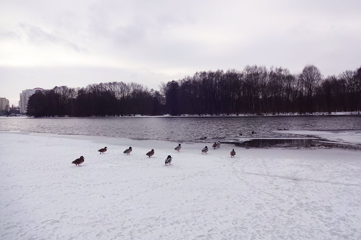 Утки зимой на озере. - tamara 