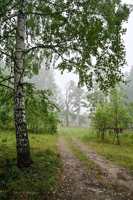 Утро с туманом - Василий Колобзаров