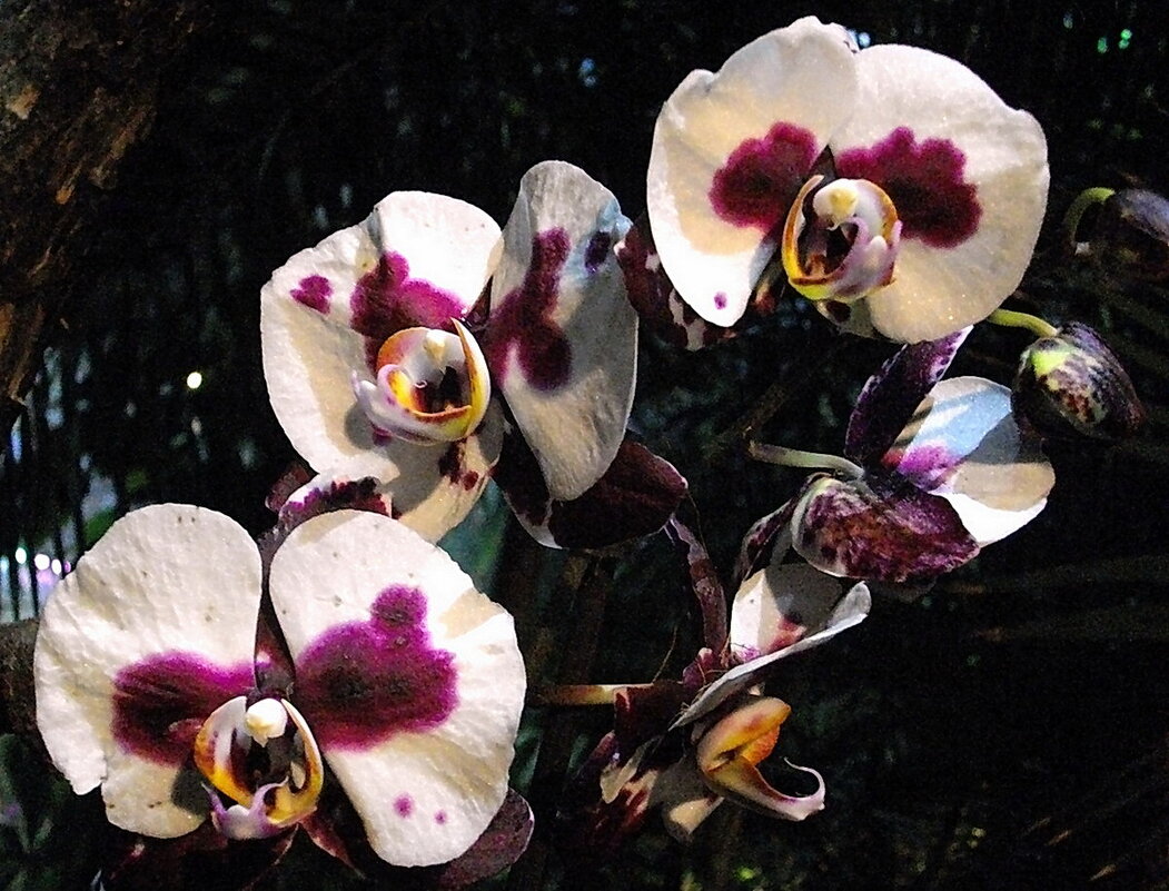 Орхидеи. - Лия ☼