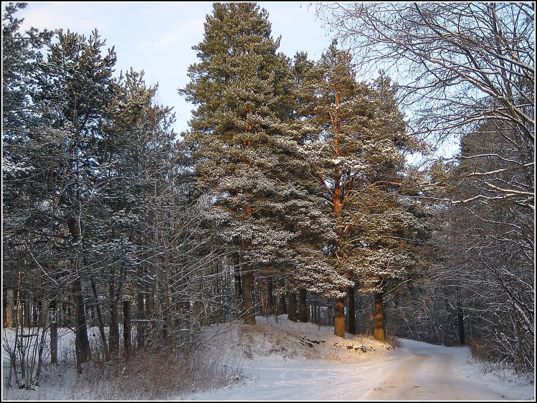 Зимний лес - Любовь Зинченко 
