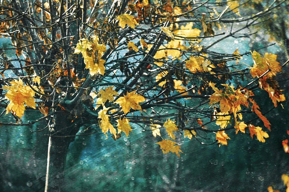 Последние листья - Ольга Мальцева