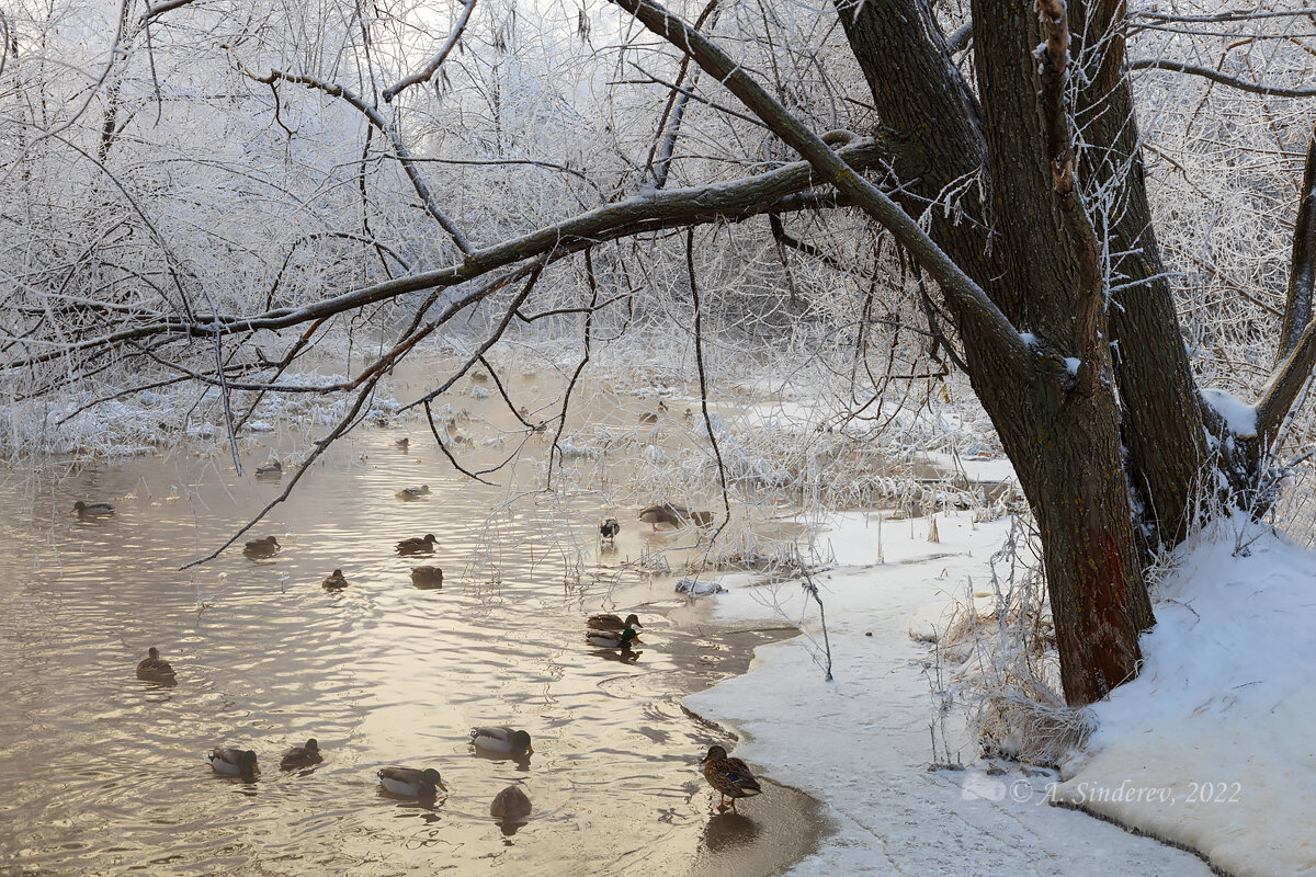 Зимний пейзаж с утками - Александр Синдерёв