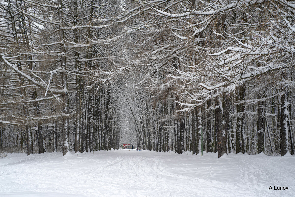 Лиственницы в снежных объятиях... - Anatoly Lunov