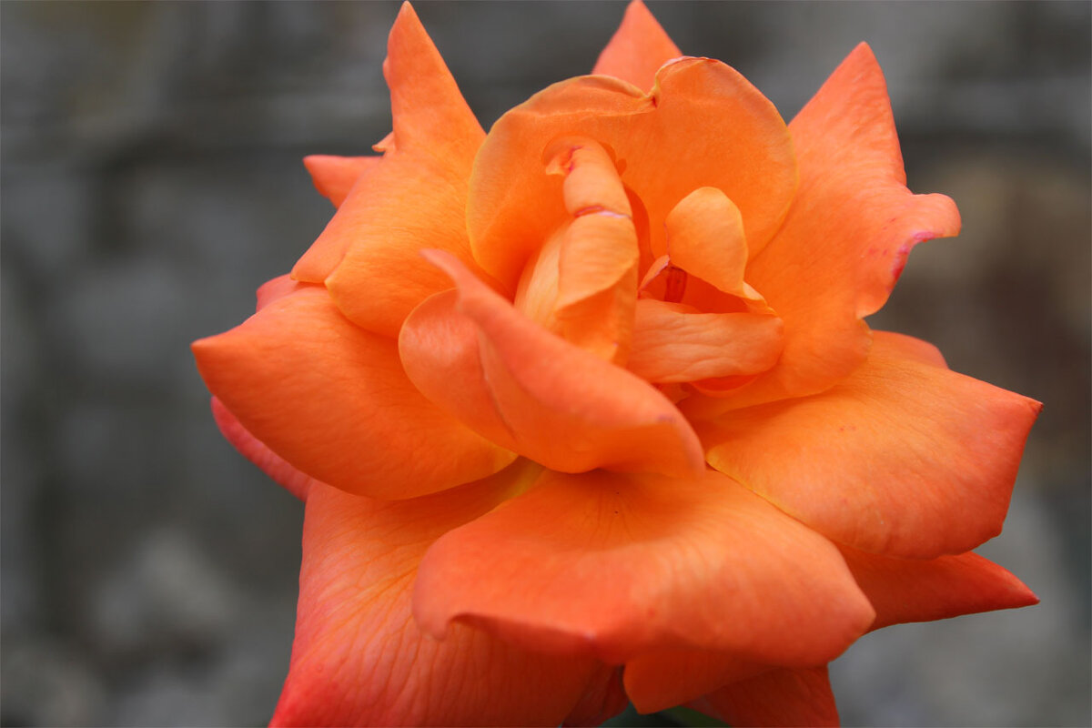роза оранж - Любовь ***