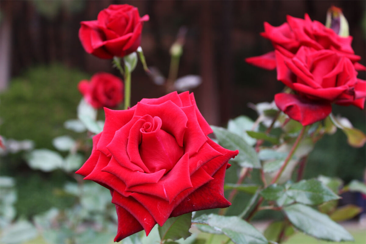 розы красные - Любовь ***