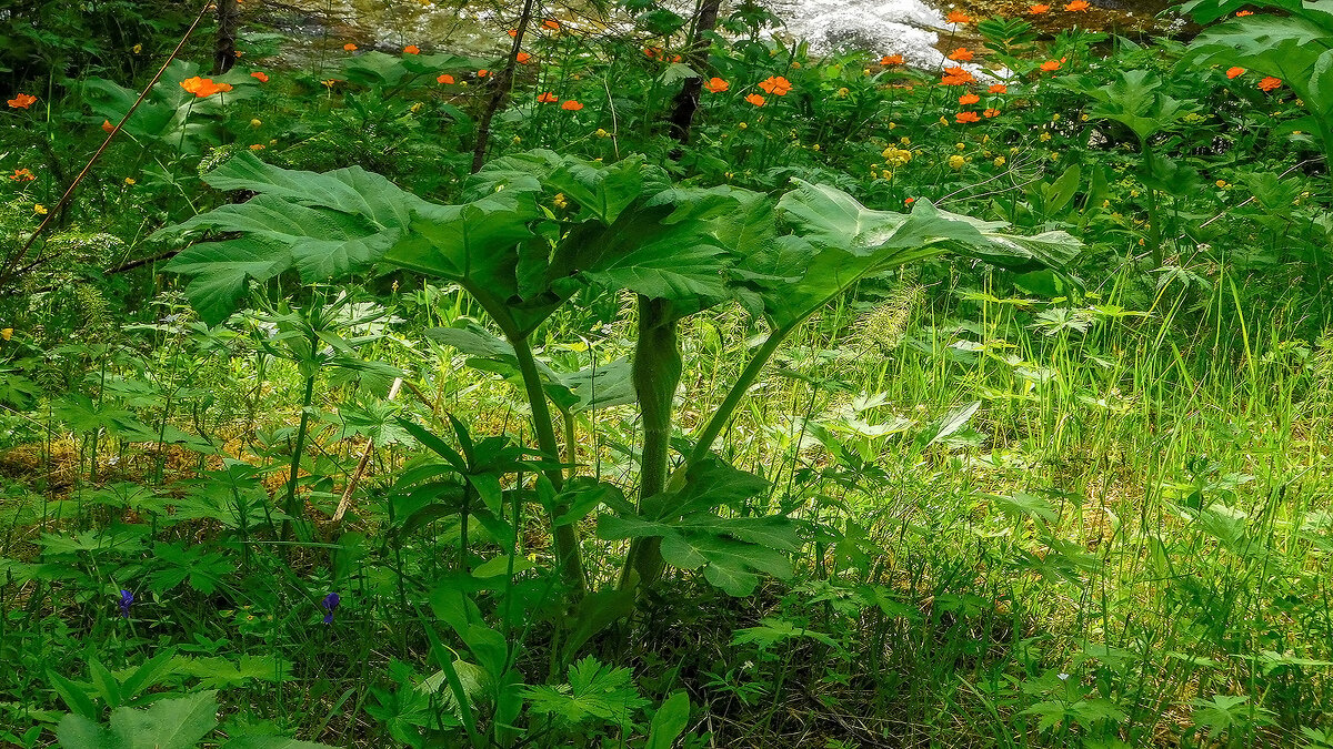 Борщевик сибирский очень противоречивое растение - Владимир Кириченко