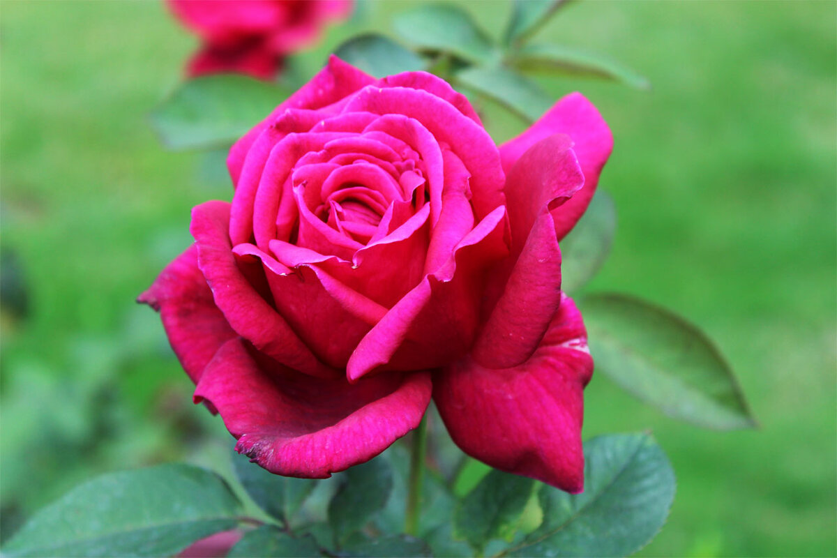 розовая роза - Любовь ***