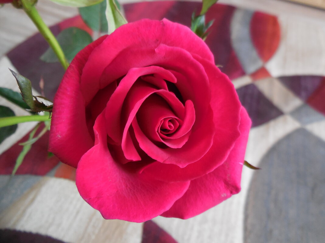 Роза - королева цветов - Надежда 