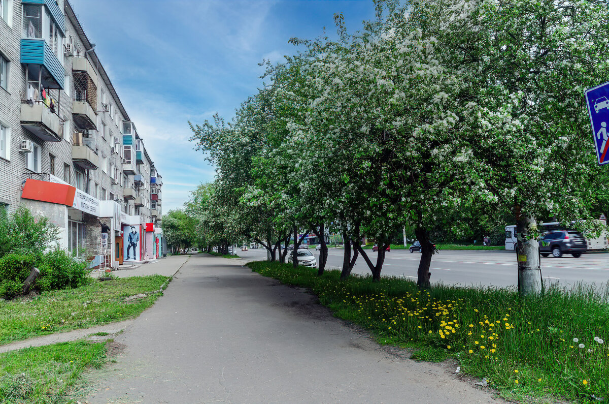 Цветущие яблони по всему городу. - Виктор Иванович Чернюк