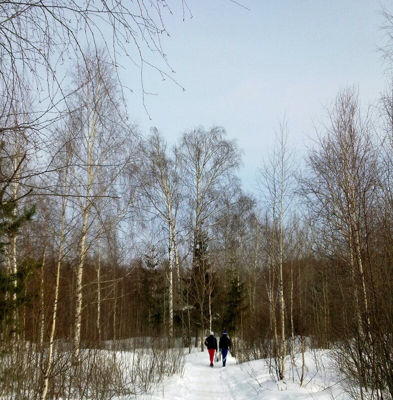 лыжницы идут на сбор - Владимир 