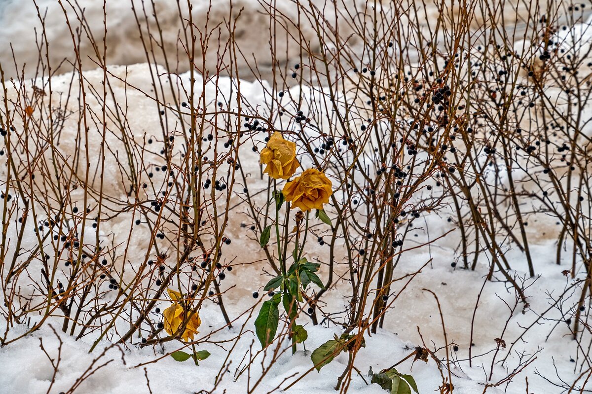 Розы действительно растут зимой - Валерий Иванович