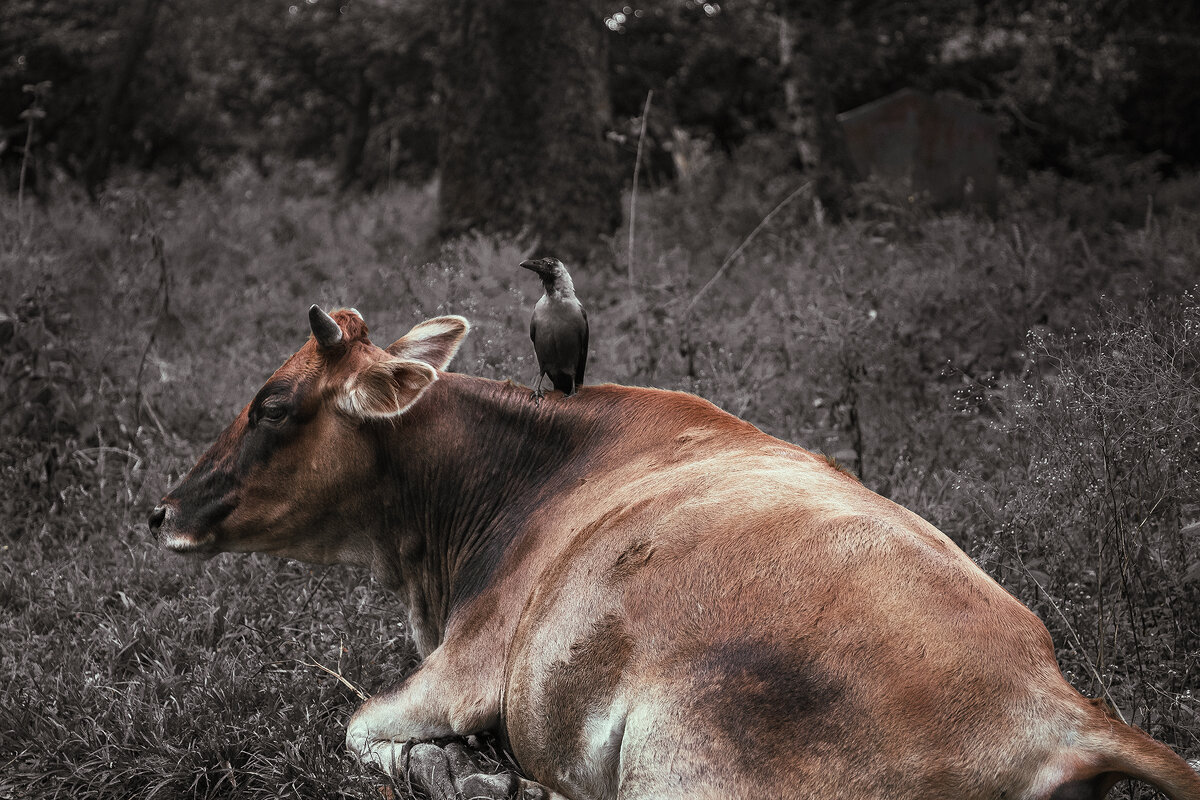 bird and cow - Max Samadhi