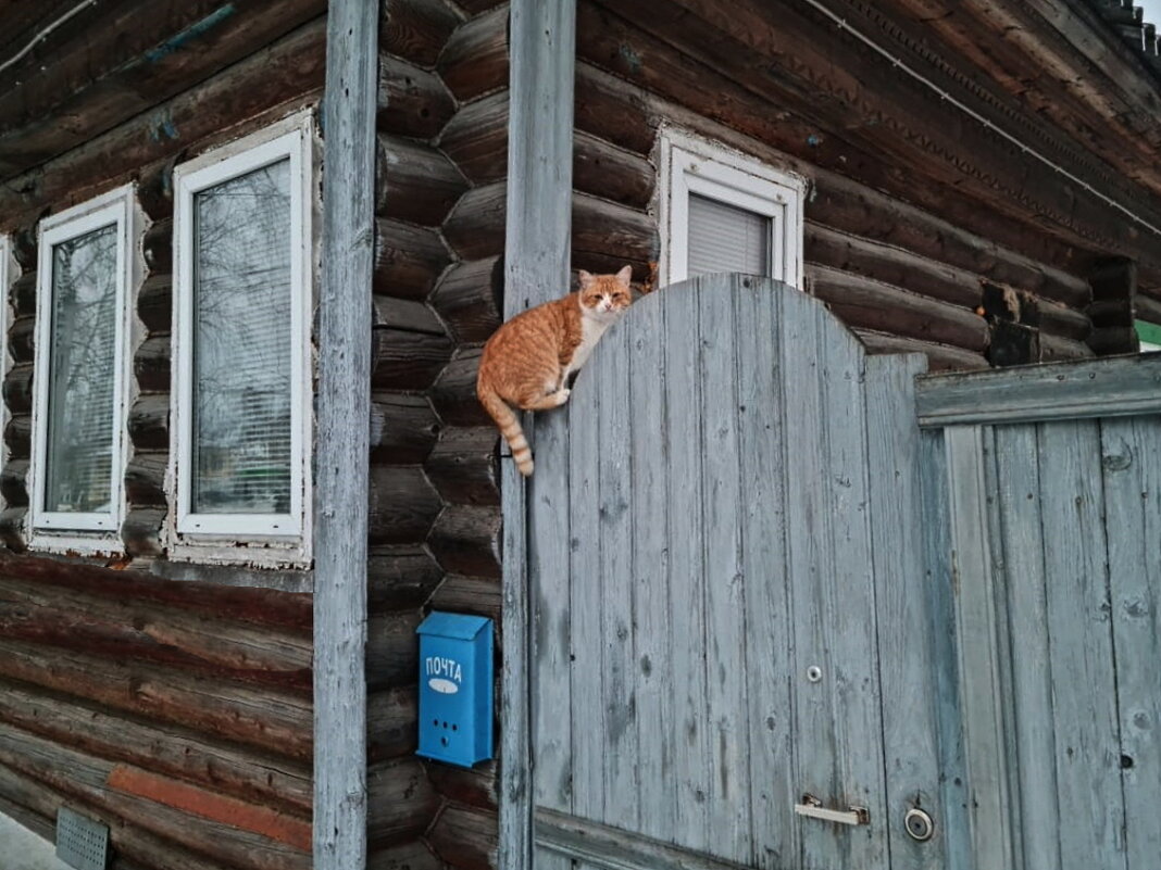 Возвращение блудного кота. - Ольга Довженко