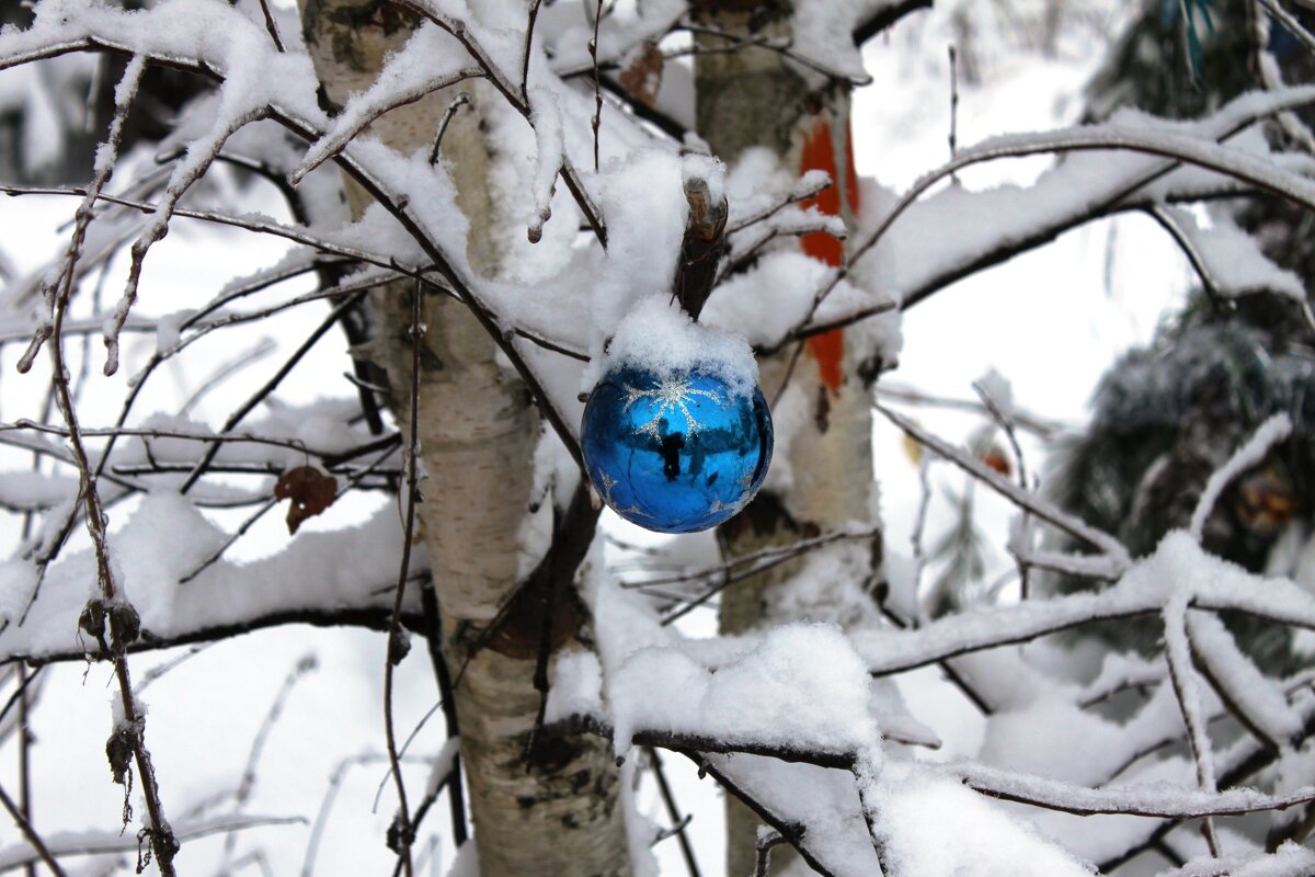 в лесу родилась ёлочка, но нарядили берёзку - Светлана Ан
