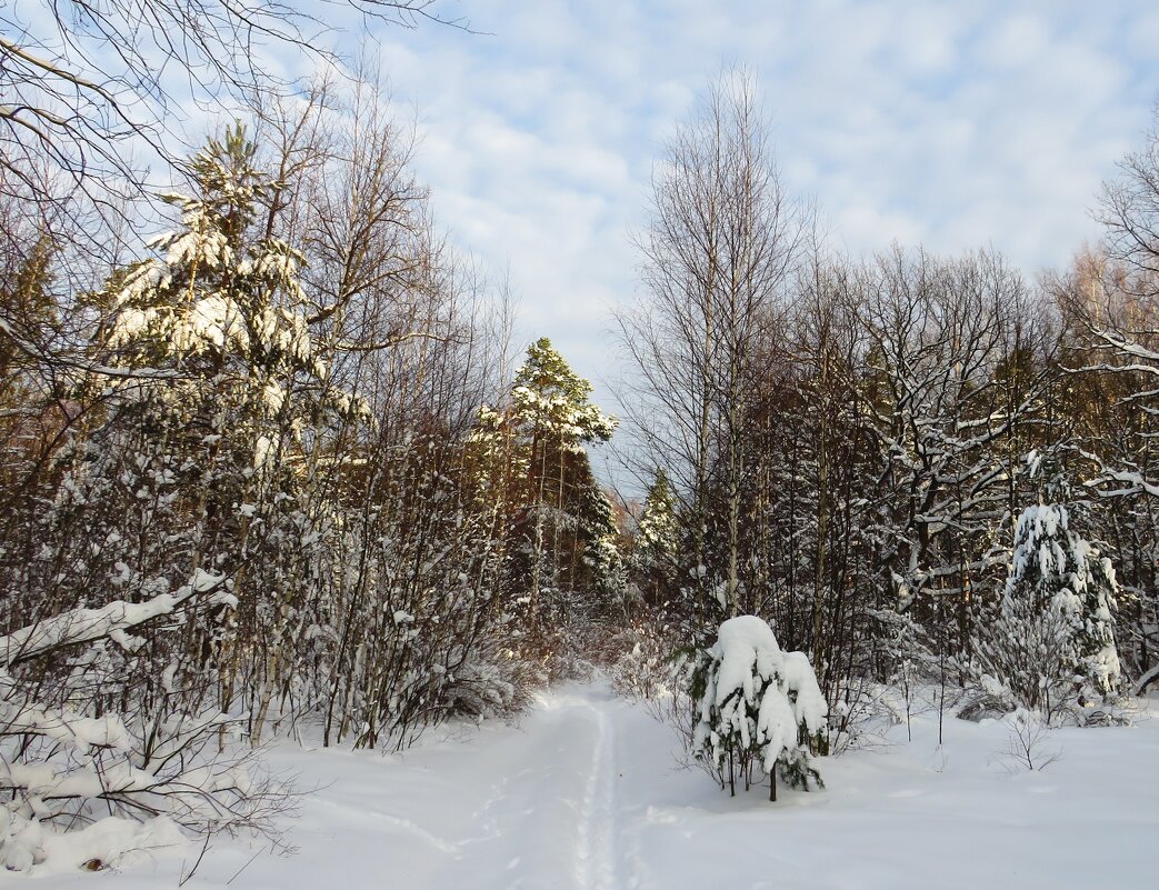 В зимнем лесу - Андрей Снегерёв