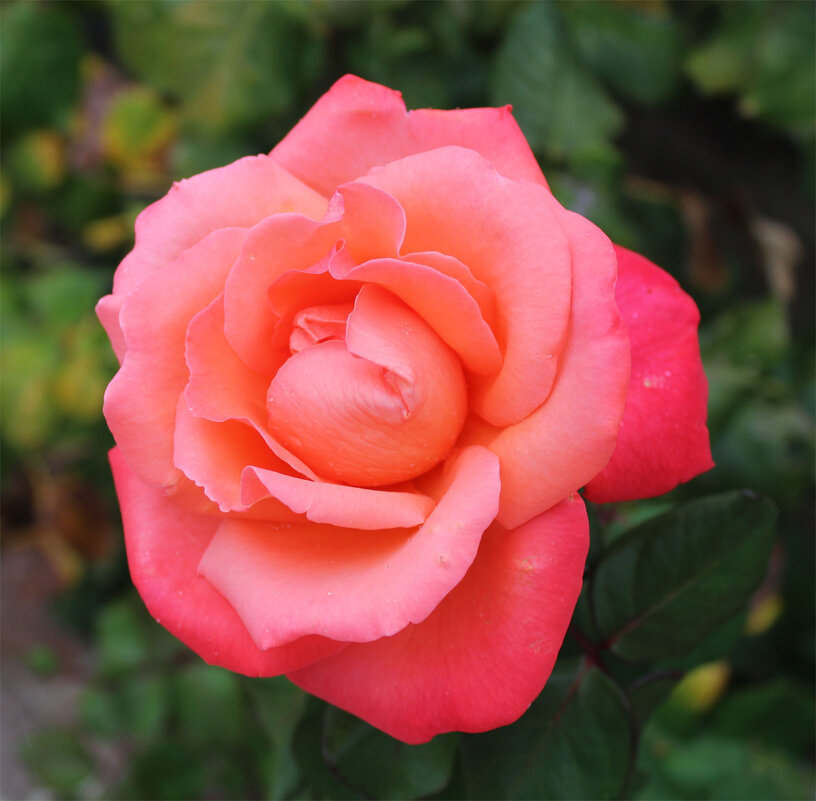 роза розовая - Любовь ***