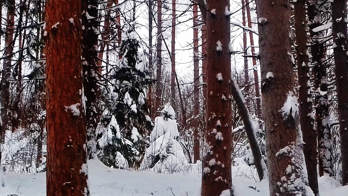 новогодний конь - Владимир 