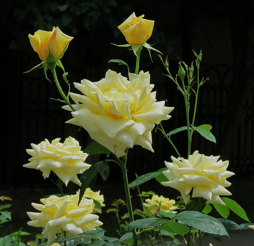 Ах ,эти желтые розы! - Liliya Kharlamova