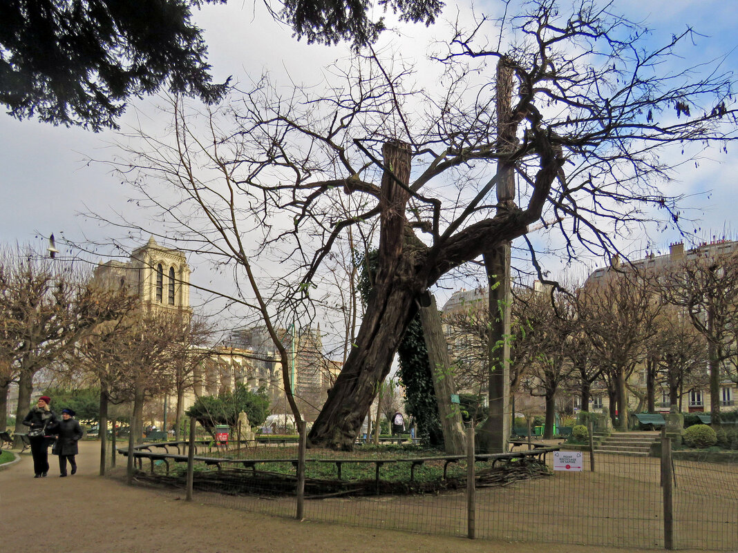 Сквер Рене Вивиани. Самое древнее дерево Парижа. - ИРЭН@ .