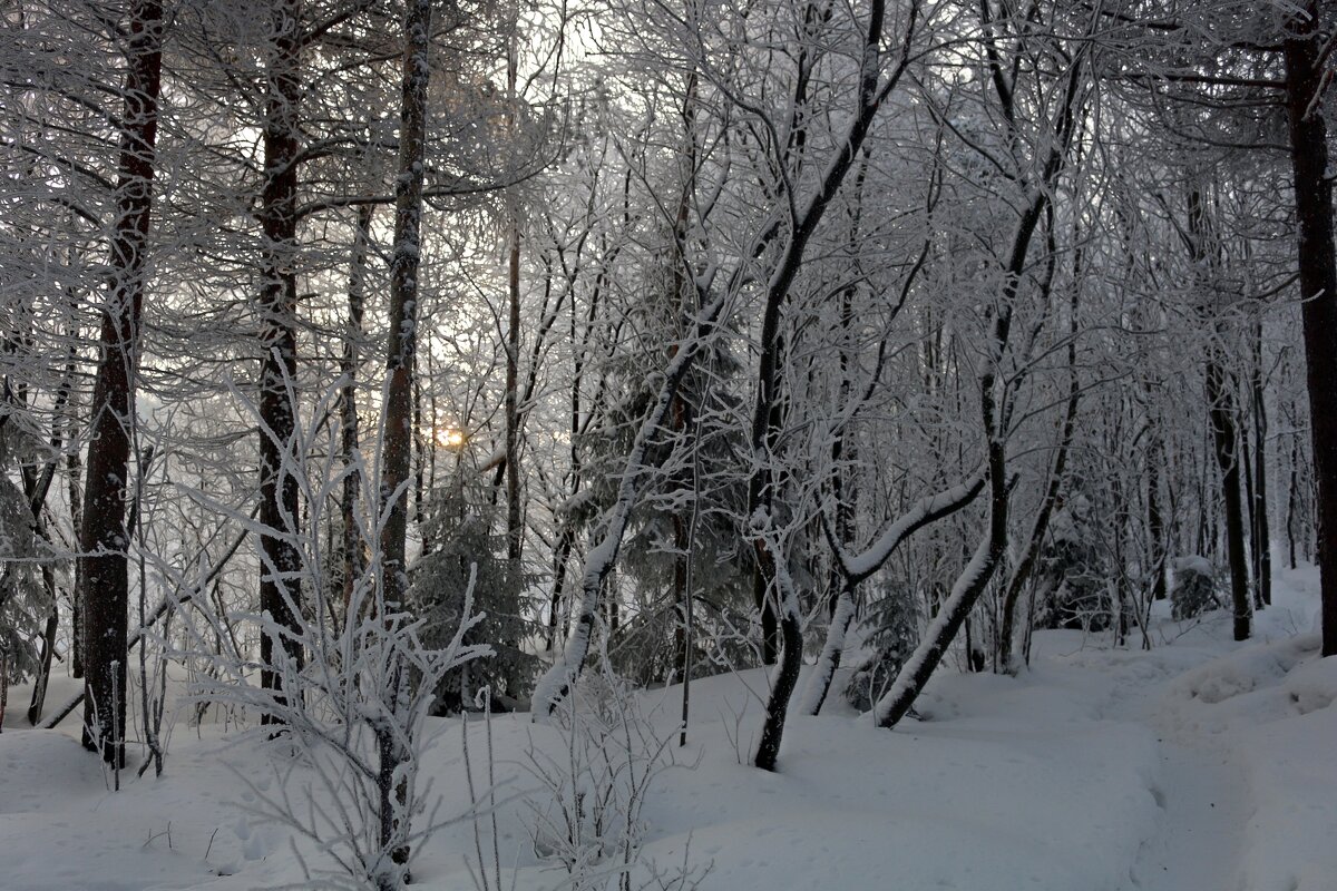 Зимний лес Заполярья - Ольга 