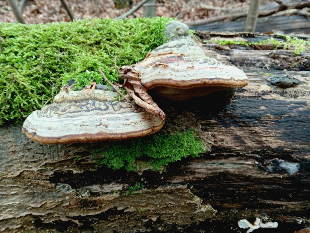 древесные грибы - Heinz Thorns