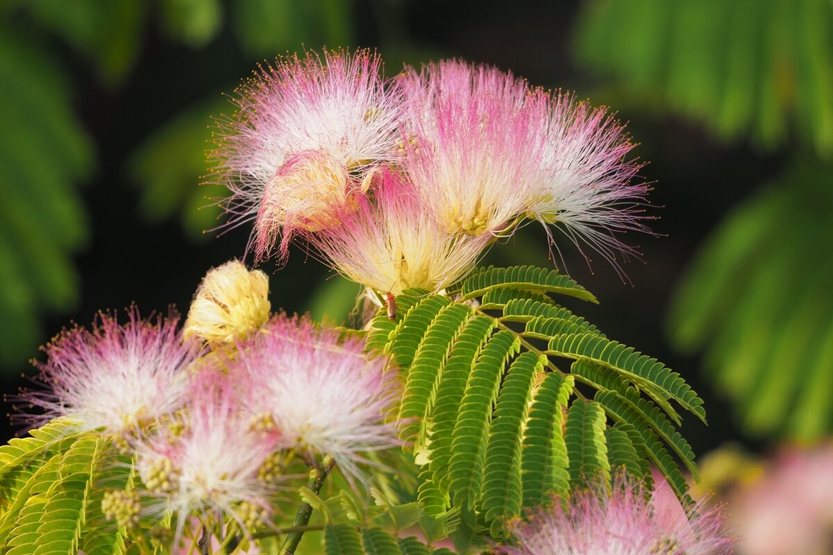 Albizia Julibrissin Альбиция ленкоранская - wea *