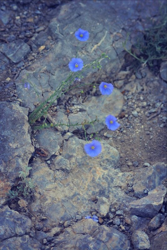 Камни цветут - Nina Aleksandrova