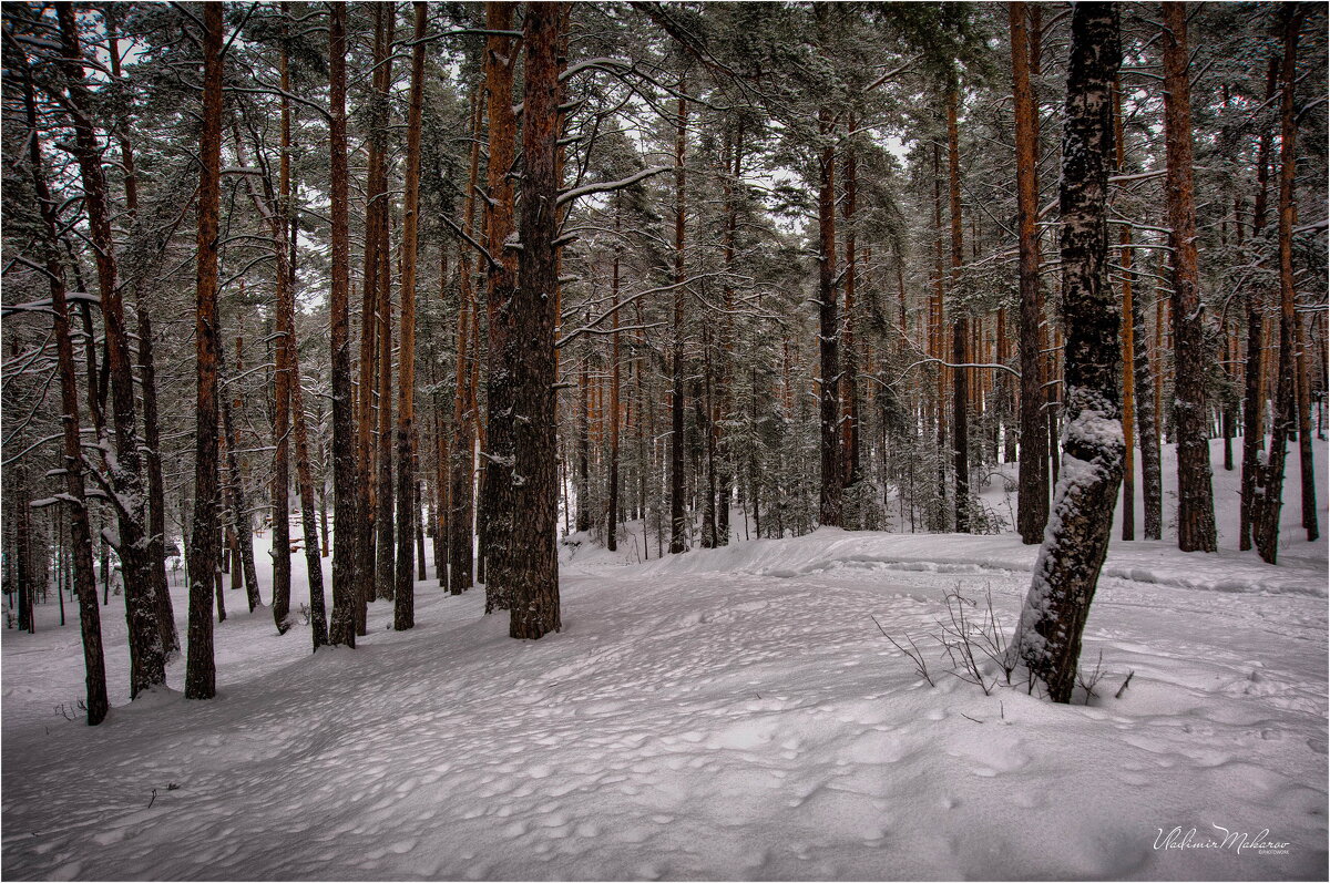 "В зимнем бору"© - Владимир Макаров