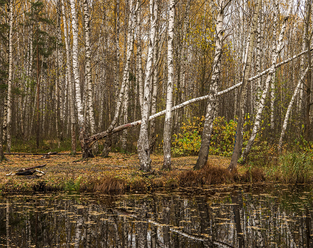 Осень золотая (2). - Александр 