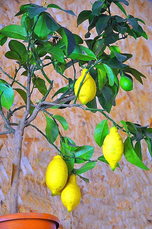 Моё лимонное дерево. - Штрек Надежда 