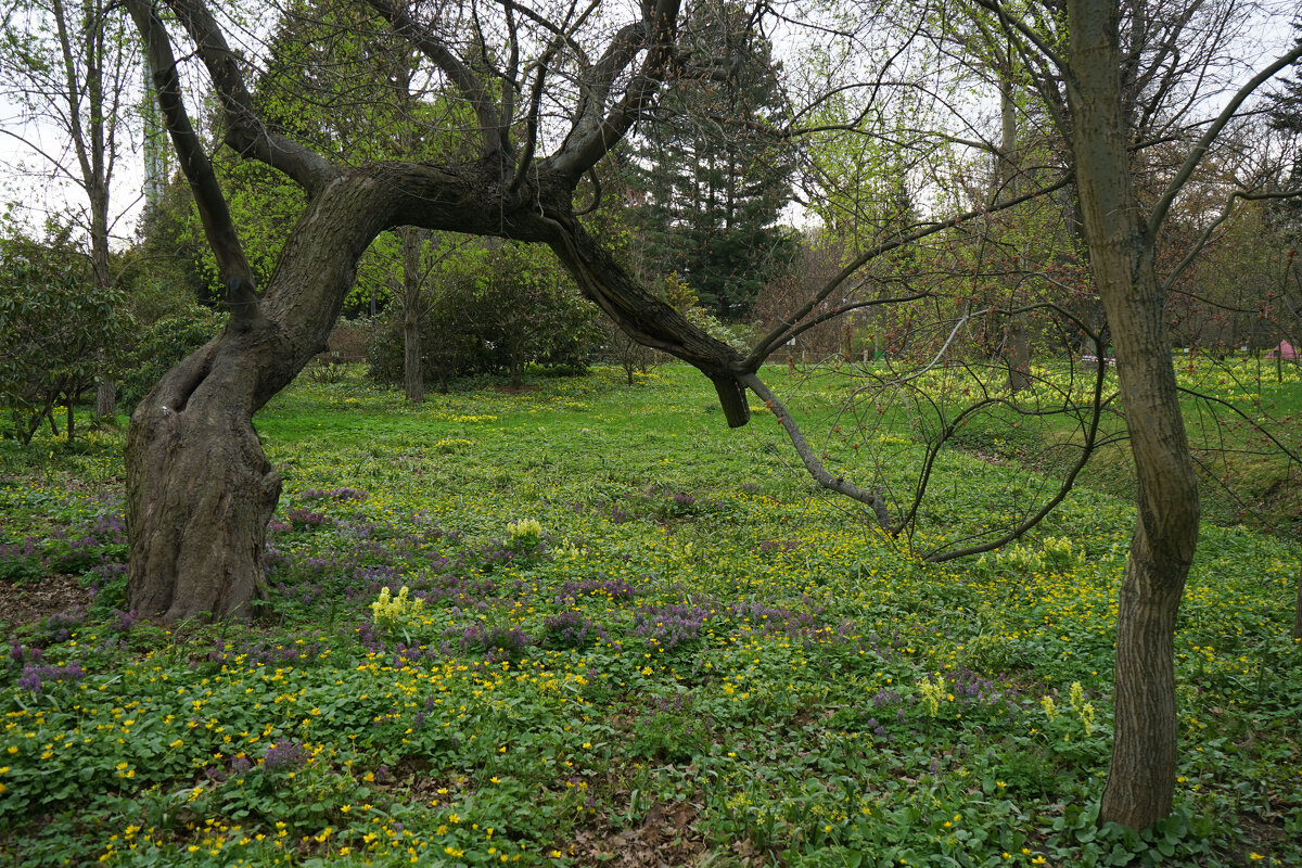 Весна в Ботаническом саду г.Санкт-Петербург - Анастасия Софронова