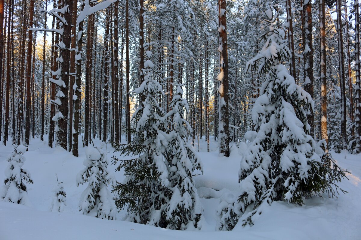 По зимнему лесу - Ольга 