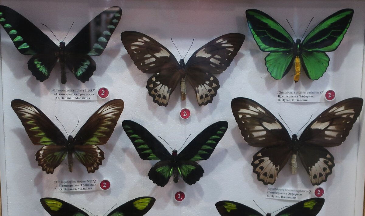 Семейство Парусники (Papilionidae) - Gen Vel