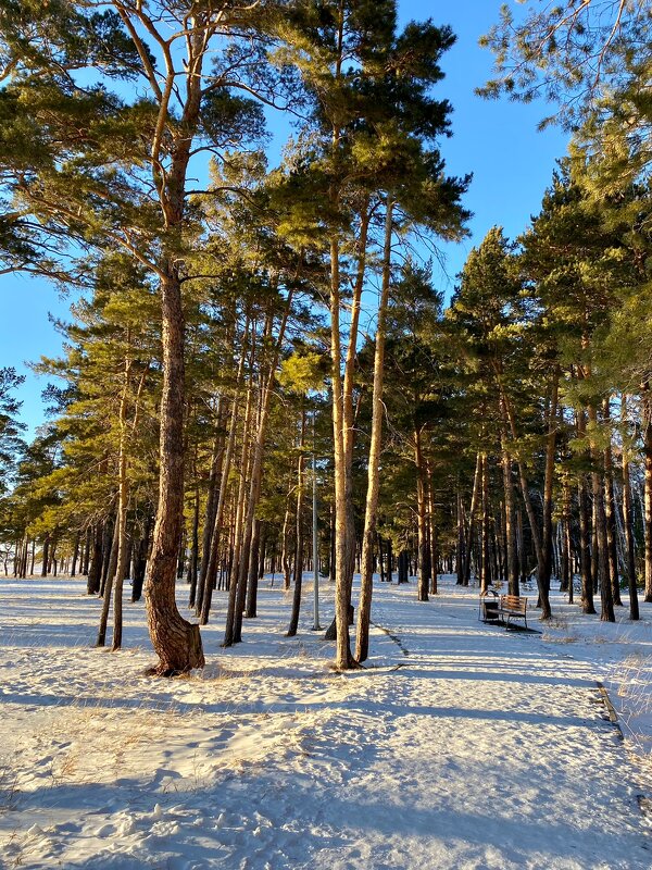 Зимний лес рядом с городской застройкой - Нина Колгатина 
