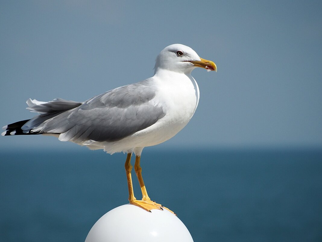 Серебристая чайка на морском ветру - wea *