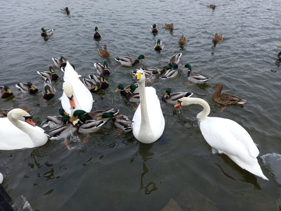 Лебеди на озере - BoxerMak Mak