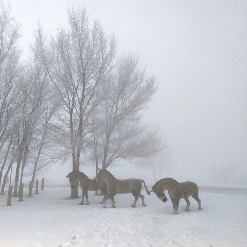 Вот и нашлись лошади в тумане... - Динара Каймиденова